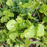 Claytonia perfoliataFlower