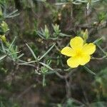 Cistus calycinus Feuille