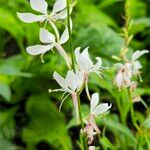 Oenothera gaura Blomst