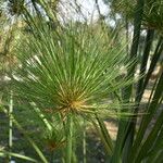 Cyperus giganteus Frunză