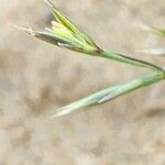 Cutandia dichotoma Flower