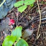 Maianthemum canadenseFruit