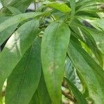 × Chitalpa tashkentensis Fuelha