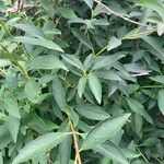 Forsythia viridissima List