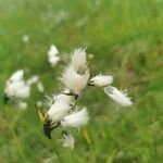 Eriophorum latifolium Цвят