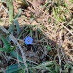 Gentiana squarrosaFlower