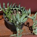 Senecio radicans Hoja
