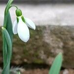 Galanthus gracilis