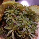 Saxifraga crustata 叶