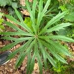 Syneilesis palmata 葉