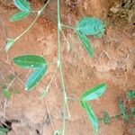 Zornia latifolia Folla