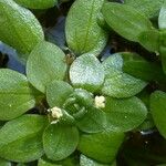Callitriche brutia Mosusu