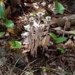 Monotropa uniflora Хабит