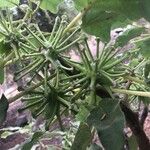 Uncarina stellulifera Fruit