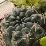 Gymnocalycium baldianum Blatt