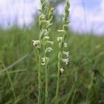 Spiranthes aestivalis Habit