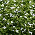 Lobelia pedunculata Flower