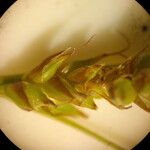 Carex liparocarpos Õis