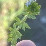 Sherardia arvensis ശീലം