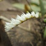 Bolusiella zenkeri Λουλούδι