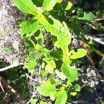 Bystropogon origanifolius Leaf