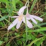 Colchicum alpinum Blomst