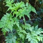 Bidens bipinnata Leaf