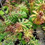 Rhodiola rosea موطن