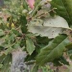 Quercus faginea Frunză