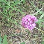 Anacamptis pyramidalisFlower