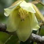 Dubouzetia caudiculata Flower