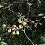 Salix tarraconensis Leaf