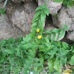 Sonchus oleraceus Blatt