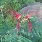 Calliandra houstoniana ফুল