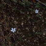 Petrorhagia saxifraga Flower