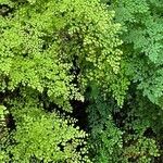 Adiantum raddianum Levél