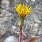 Sonchus bulbosus Fula