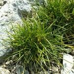 Carex capillaris Inny