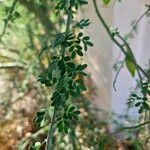 Parkinsonia florida List