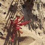 Rumex bucephalophorus Flower