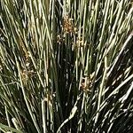 Juncus acutus Fuelha