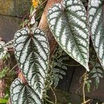 Cissus discolor Leaf