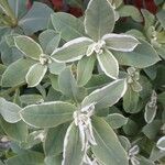 Euphorbia marginata Φύλλο
