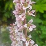 Francoa appendiculata Цвят