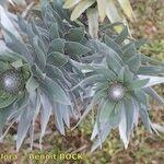 Leucadendron argenteum 其他