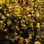 Hypericum empetrifolium Habit