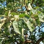 Malus domestica Leaf