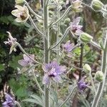 Delphinium staphisagria Kvet