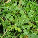 Alchemilla australis पत्ता