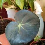 Begonia alchemilloides A.DC.Folha